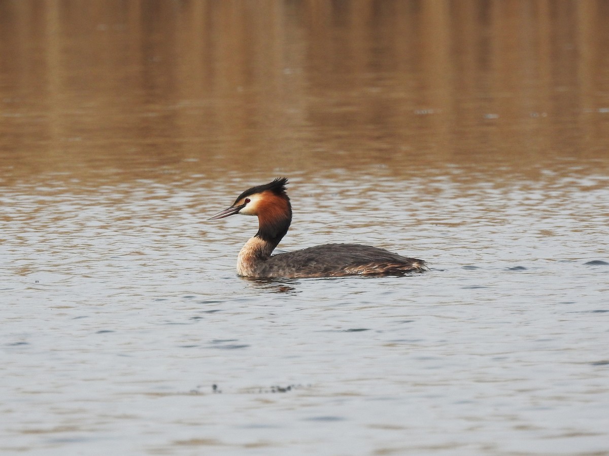 Great Crested Grebe - ML618412962