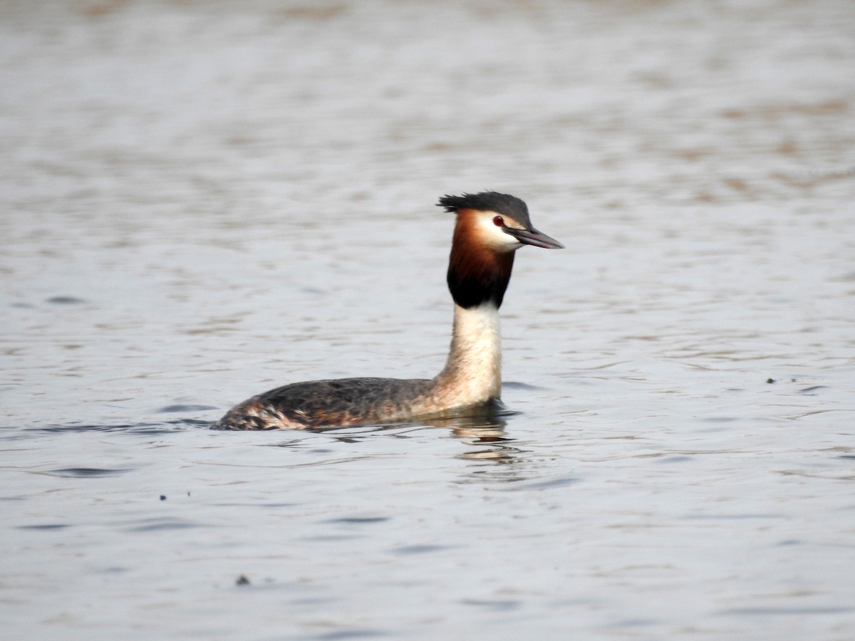 Great Crested Grebe - ML618412963