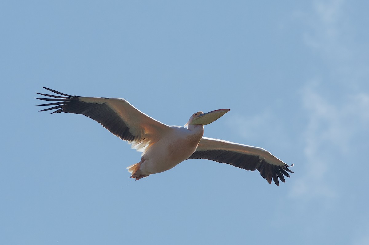 Great White Pelican - Morten Lisse