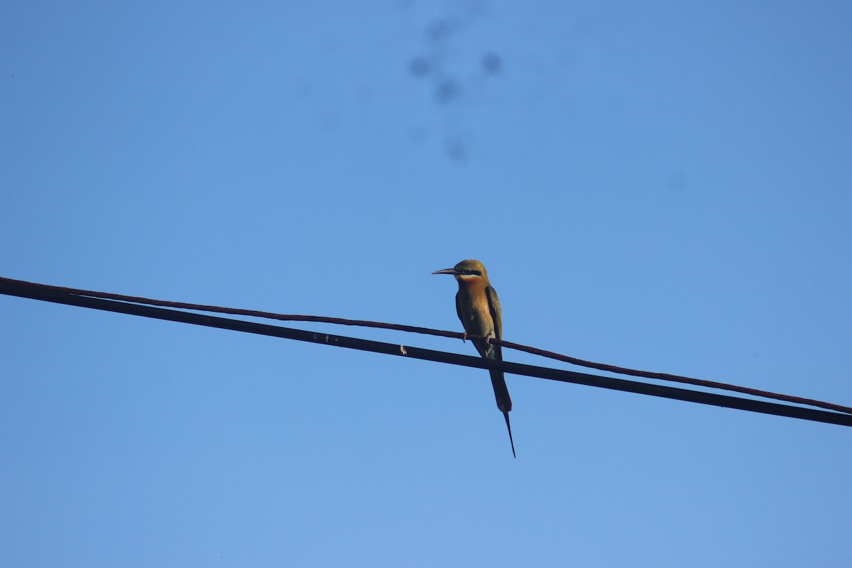 Blue-tailed Bee-eater - ML618412990