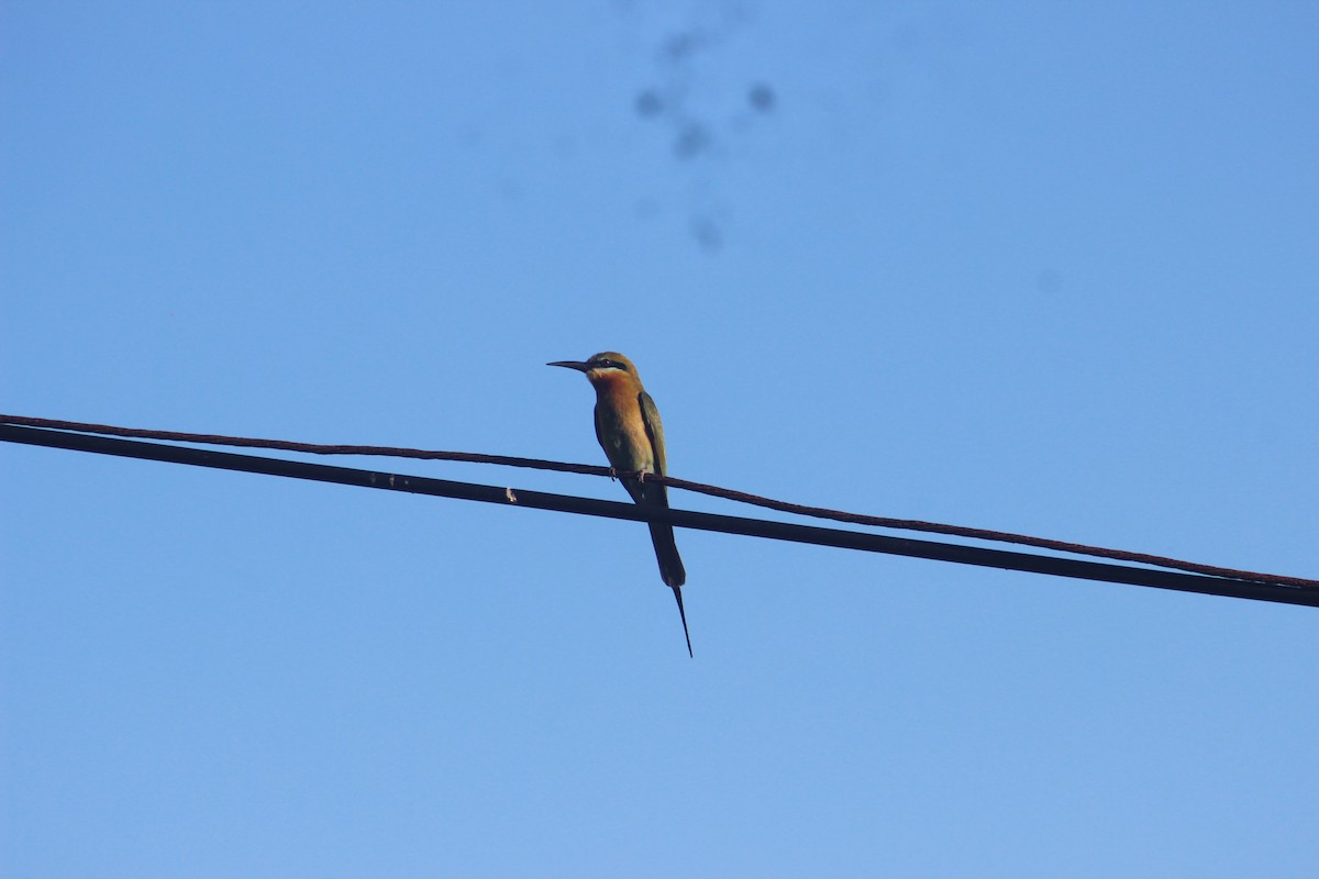 Blue-tailed Bee-eater - ML618412991