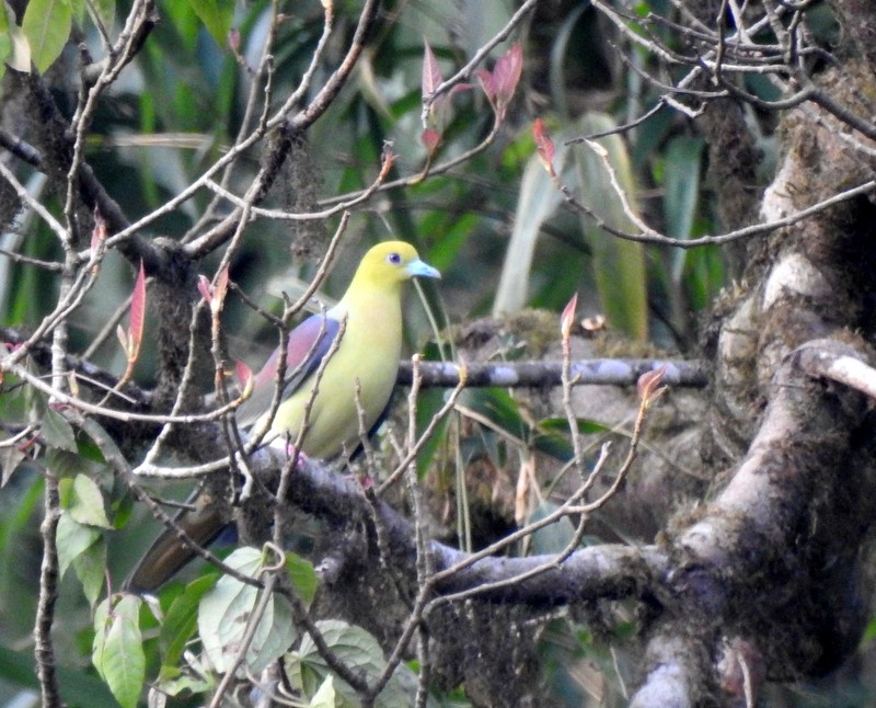 Wedge-tailed Green-Pigeon - ML618413004