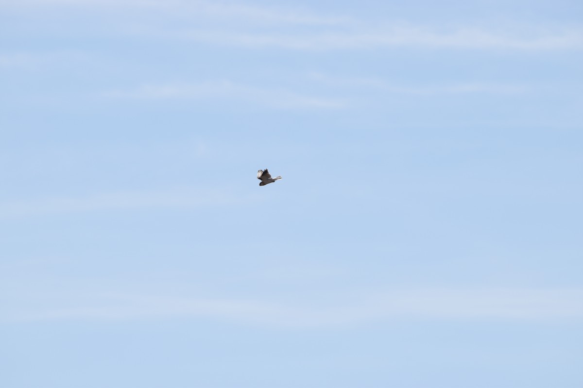Black-shouldered Kite - ML618413012