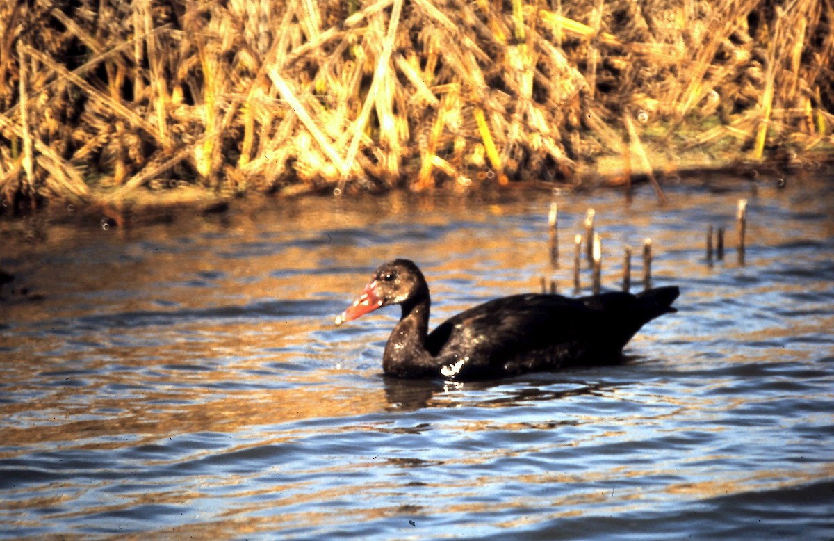 Spur-winged Goose - ML618413015