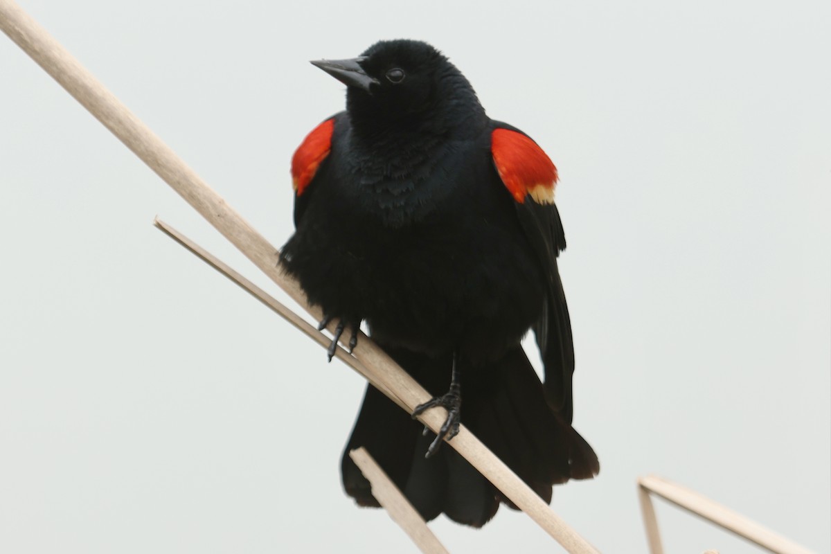 Red-winged Blackbird - ML618413028