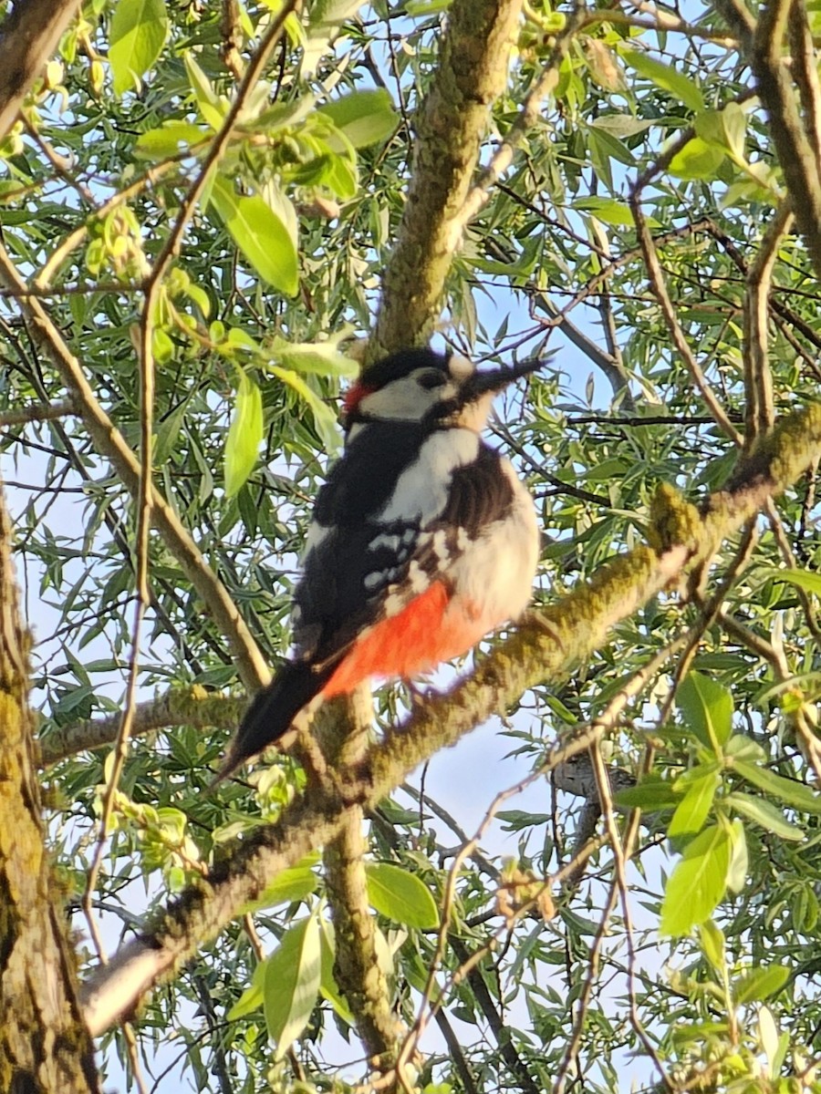 Great Spotted Woodpecker - ML618413044