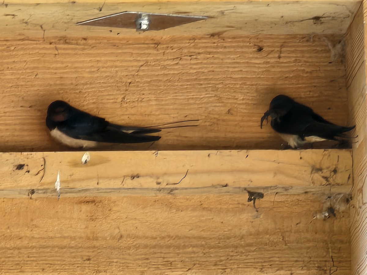 Barn Swallow - ML618413050