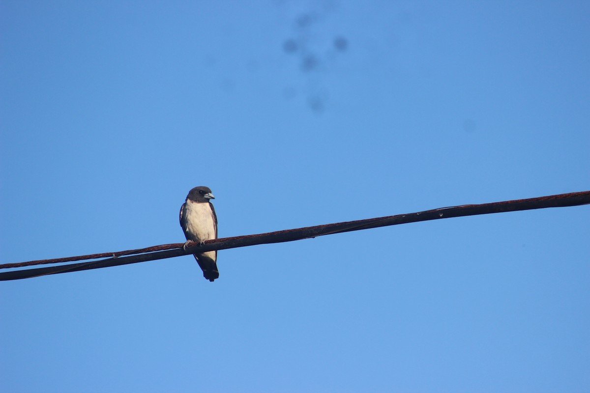 White-breasted Woodswallow - ML618413055