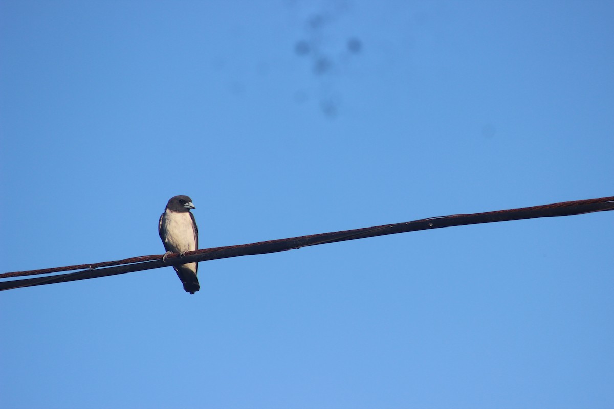 White-breasted Woodswallow - ML618413056