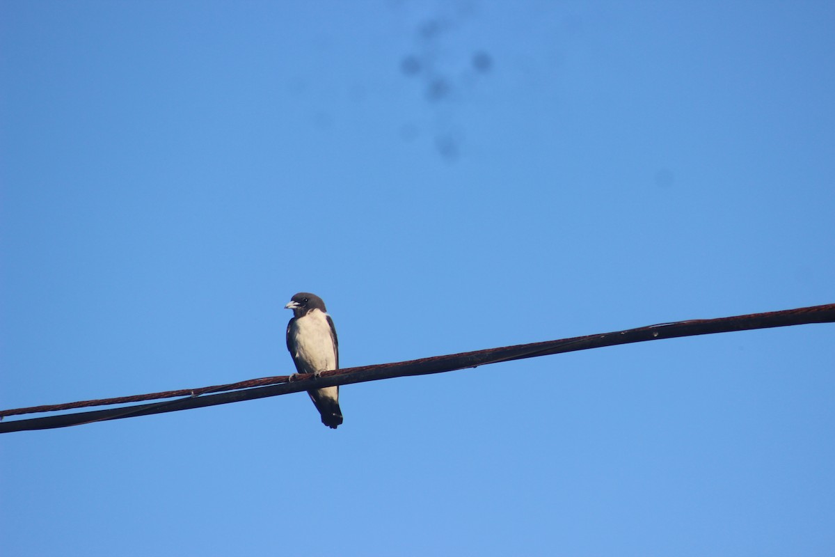 White-breasted Woodswallow - ML618413057