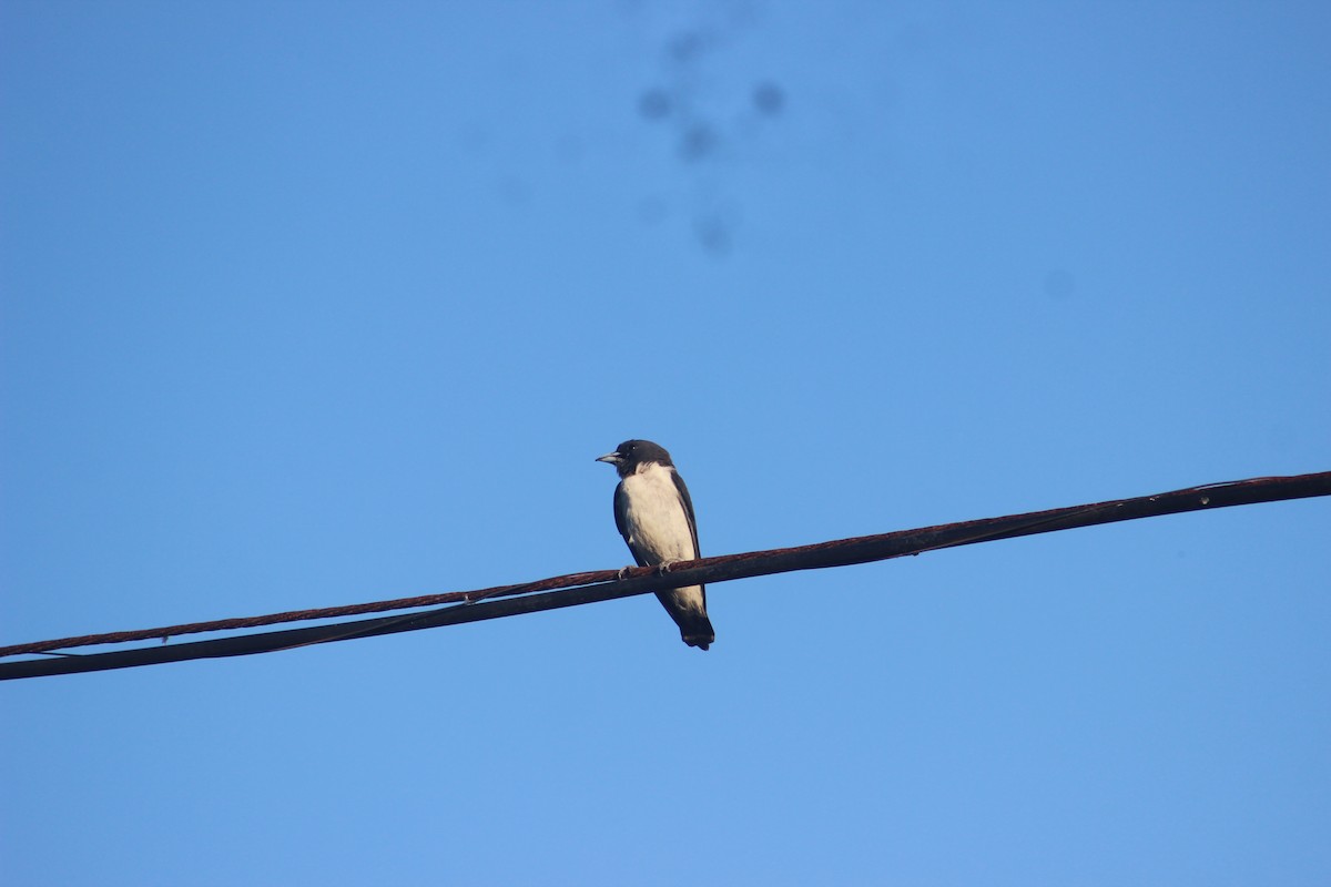 White-breasted Woodswallow - ML618413058