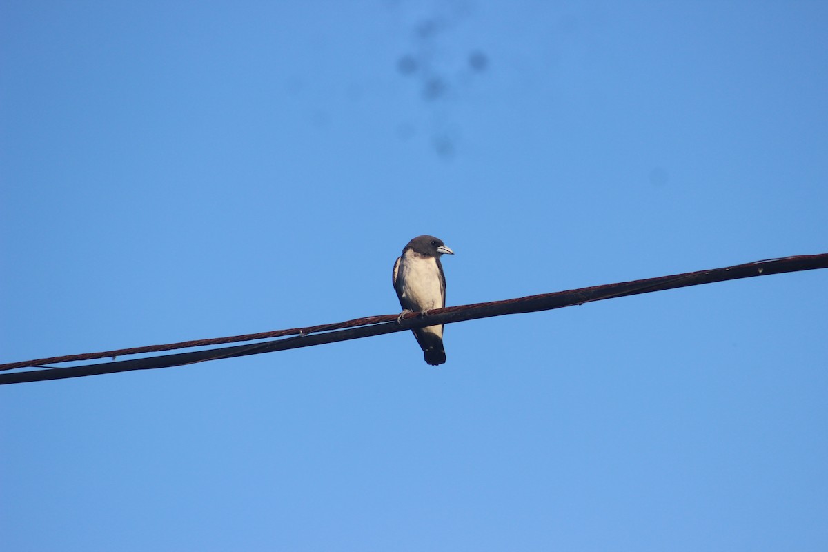 White-breasted Woodswallow - ML618413059