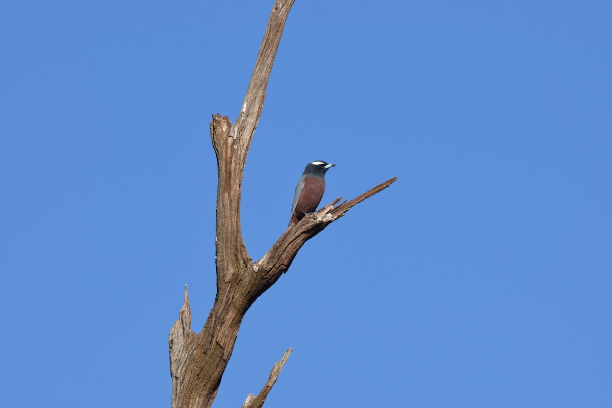 White-browed Woodswallow - ML618413060