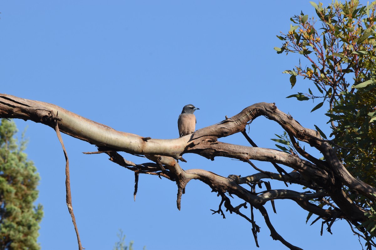 White-browed Woodswallow - ML618413061