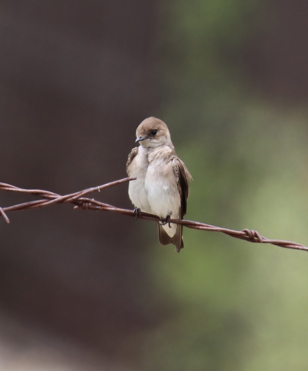 Northern Rough-winged Swallow - ML618413086