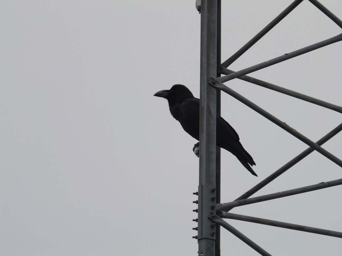 Large-billed Crow - ML618413093