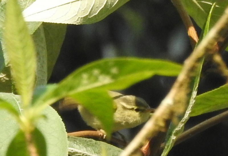 Blyth's Leaf Warbler - ML618413109