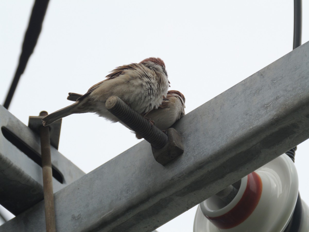 Eurasian Tree Sparrow - ML618413115