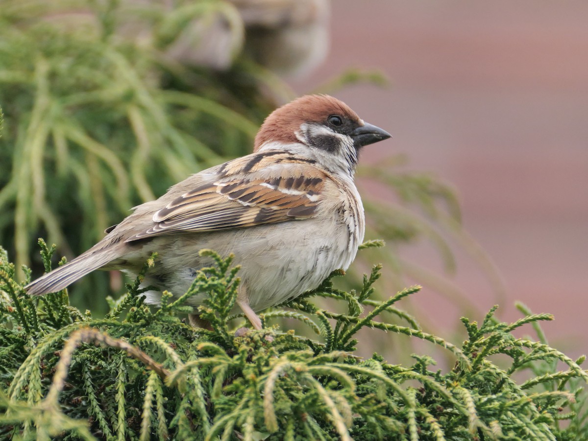 Eurasian Tree Sparrow - ML618413116