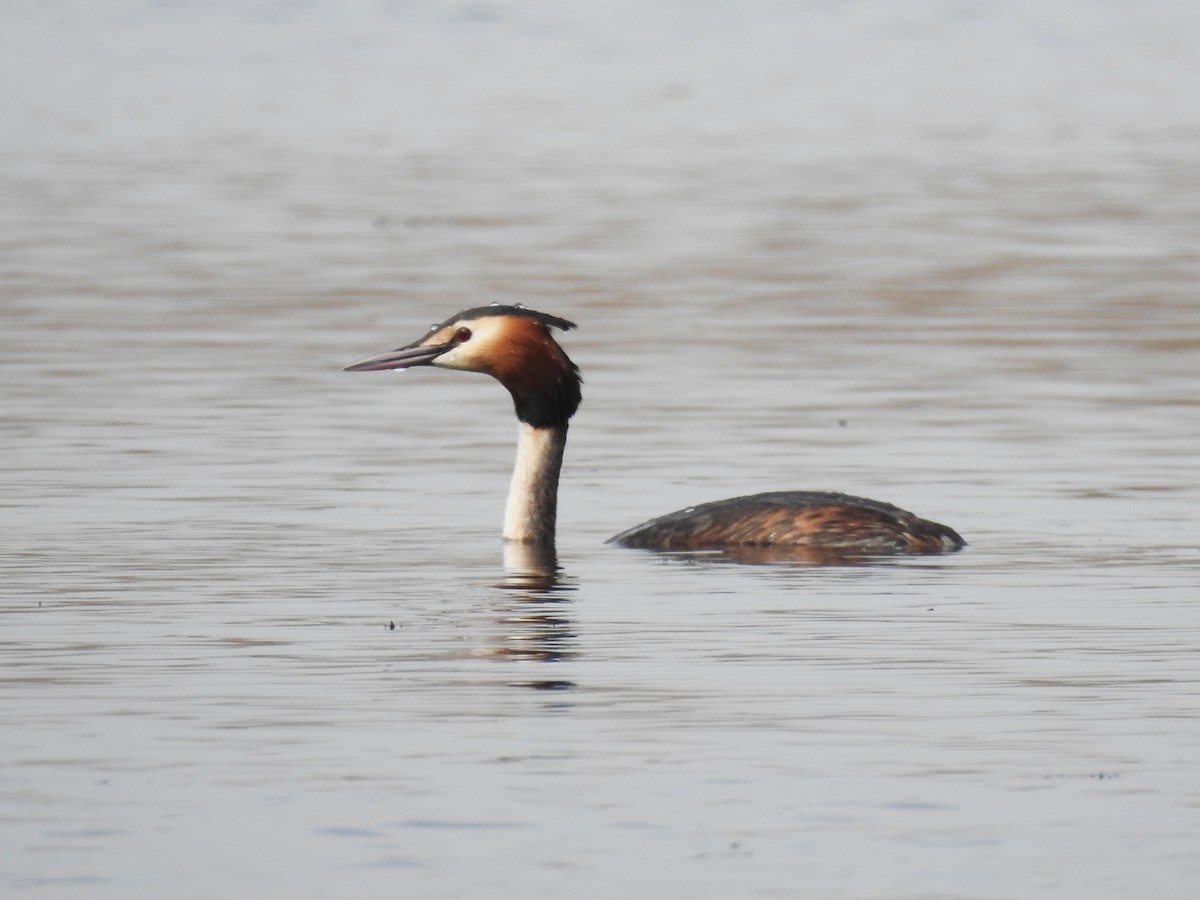 Great Crested Grebe - ML618413144