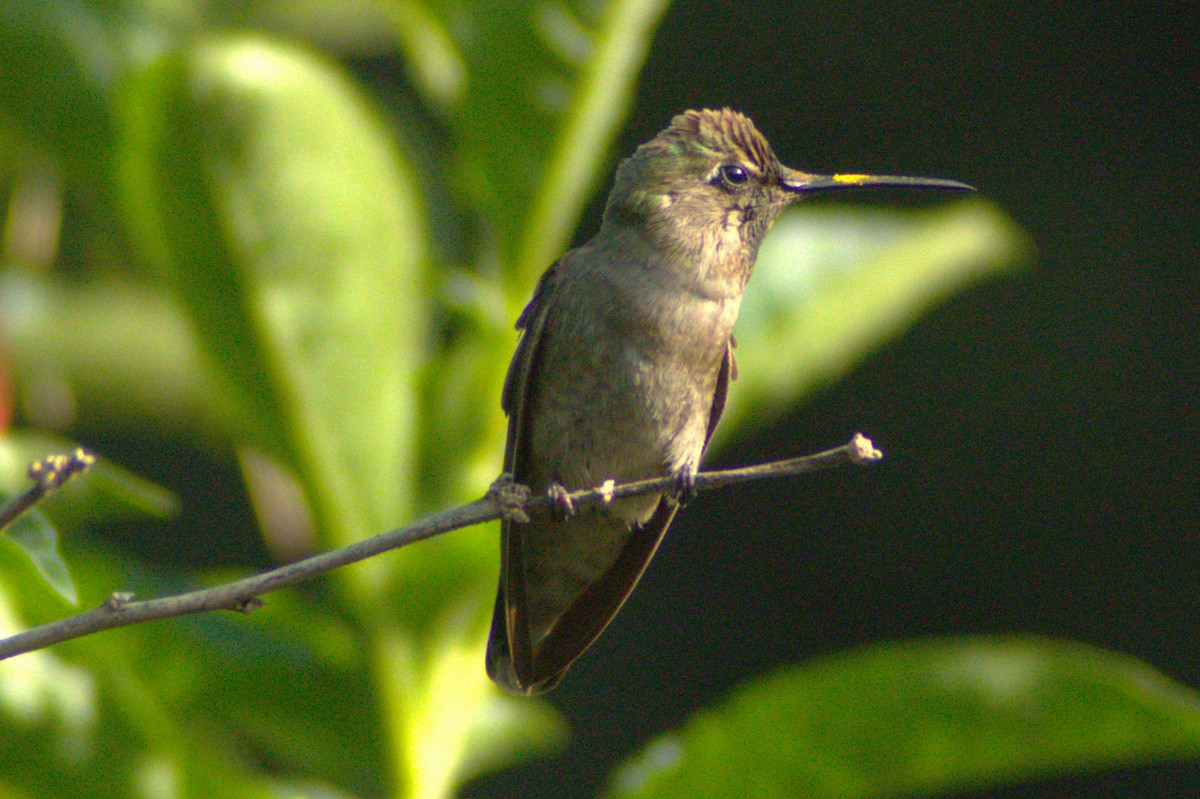 Anna's Hummingbird - ML618413148