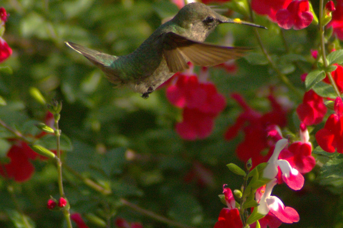Anna's Hummingbird - ML618413149