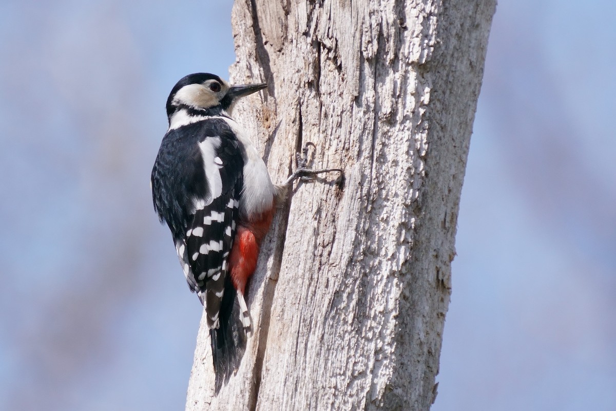Great Spotted Woodpecker - ML618413171