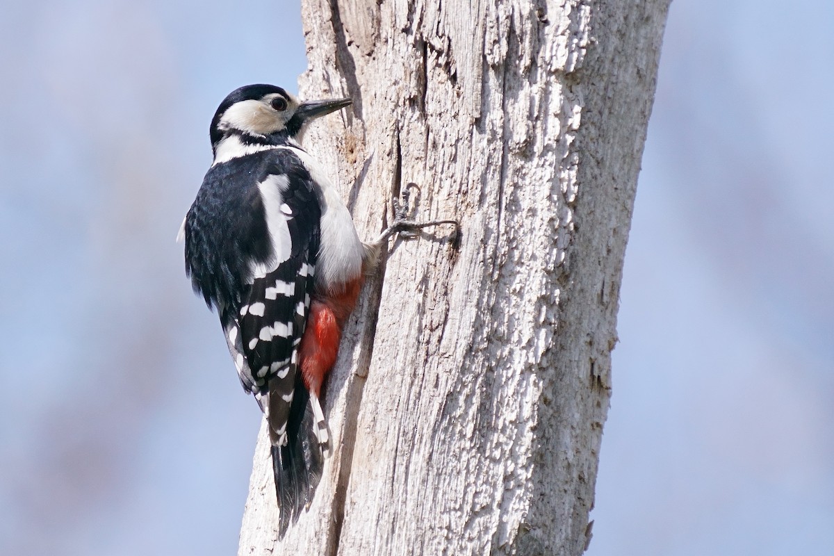 Great Spotted Woodpecker - ML618413172