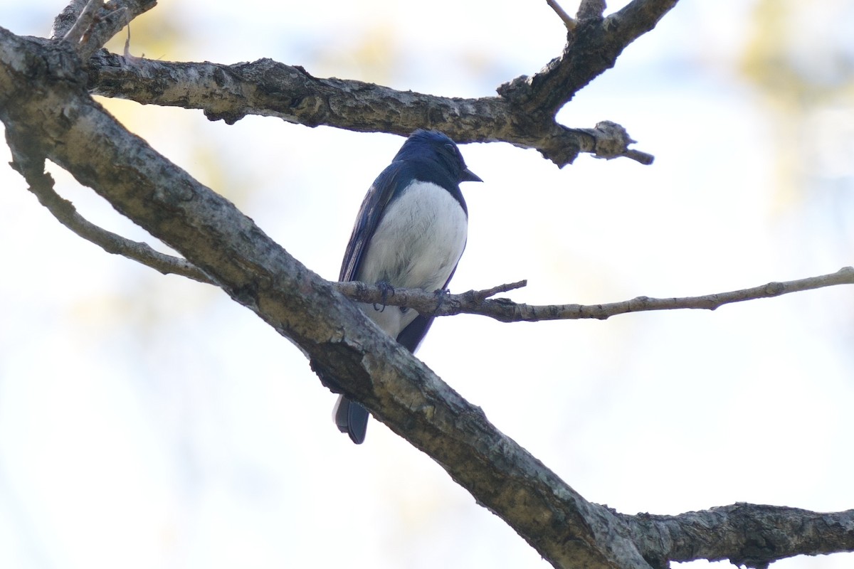 Blue-and-white Flycatcher - ML618413175