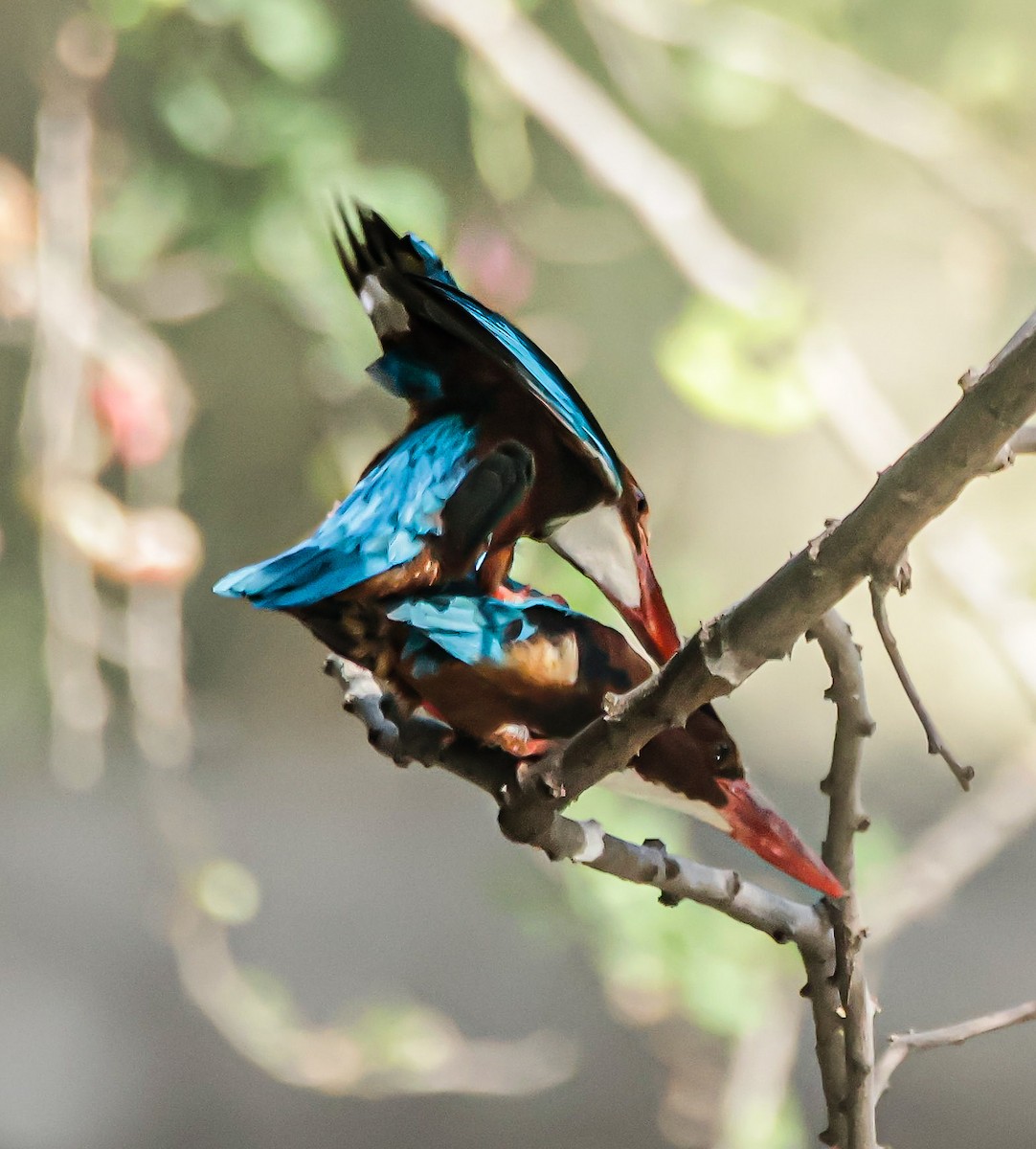 White-throated Kingfisher - Sanjay Gupta