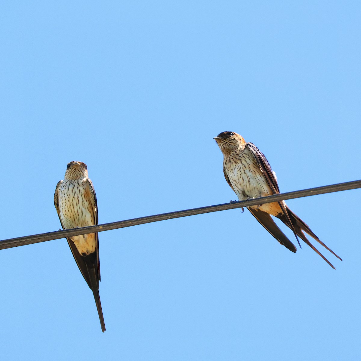 Red-rumped Swallow - ML618413205