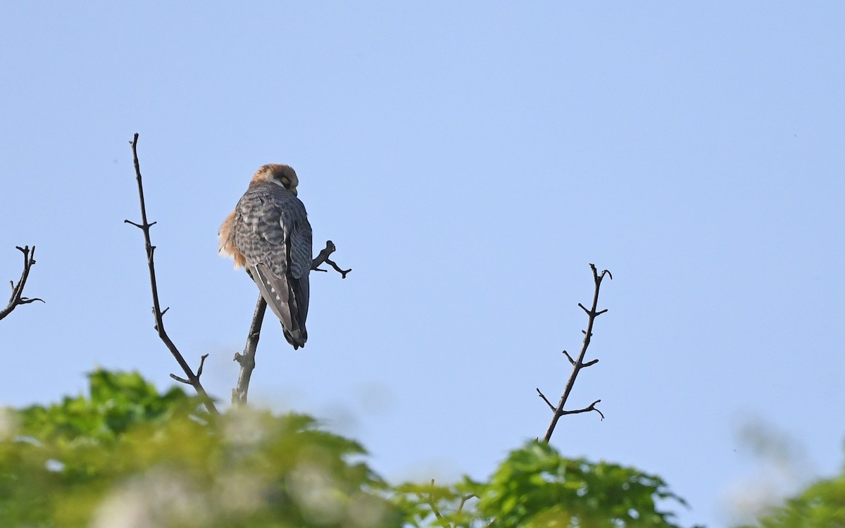 Red-footed Falcon - ML618413223