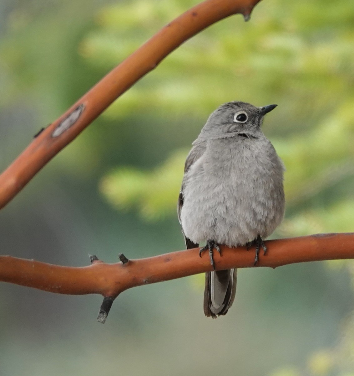 Townsend's Solitaire - ML618413250