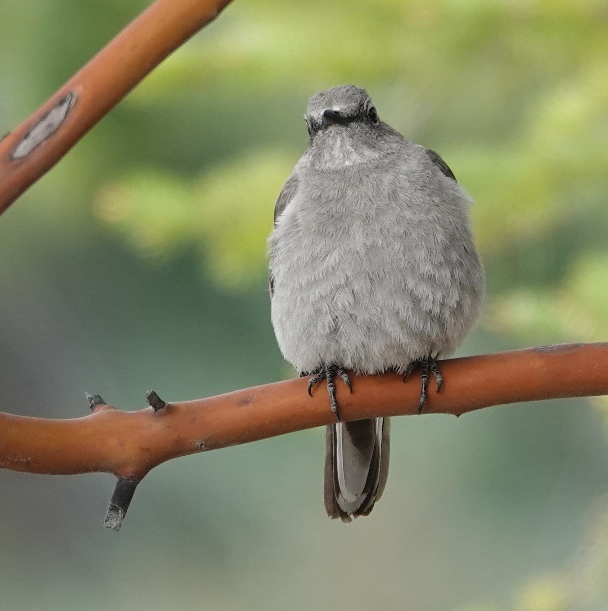 Townsend's Solitaire - ML618413251