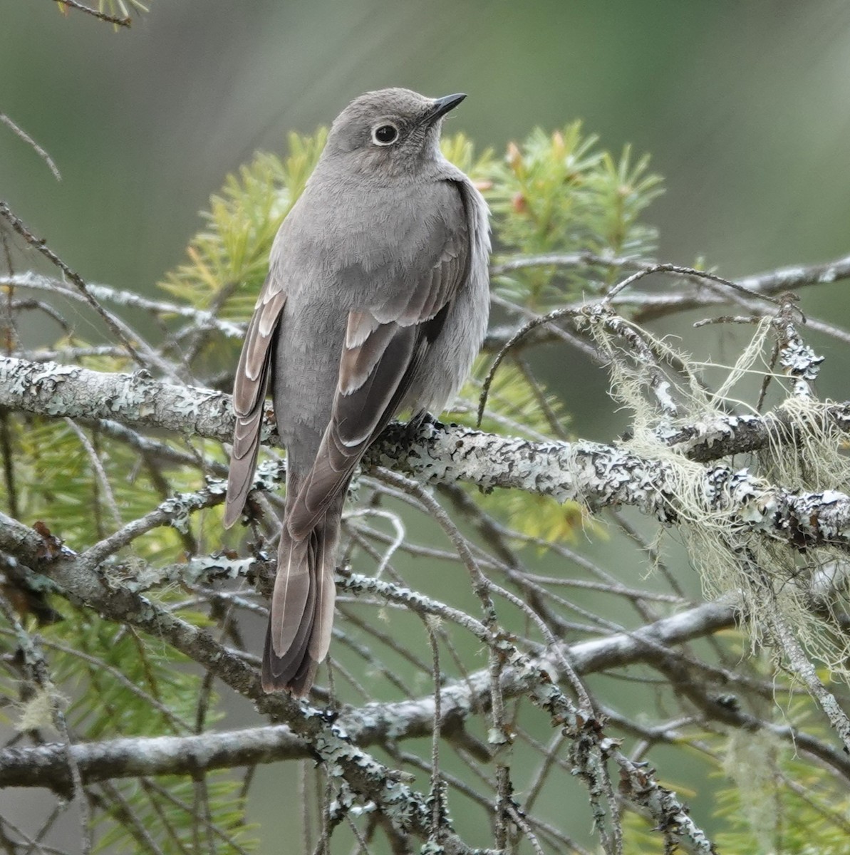 Townsend's Solitaire - ML618413253