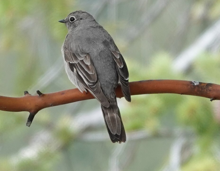 Townsend's Solitaire - ML618413254