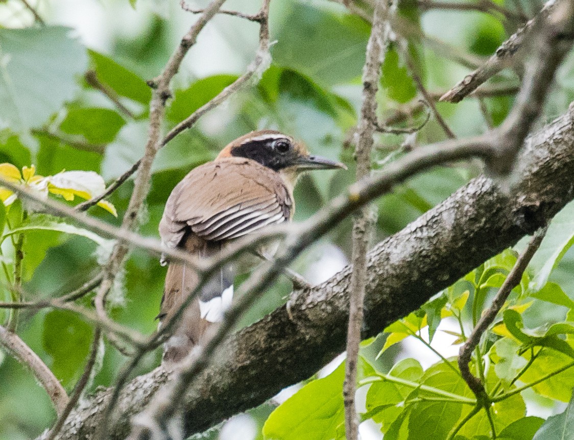 Greater Necklaced Laughingthrush - ML618413268