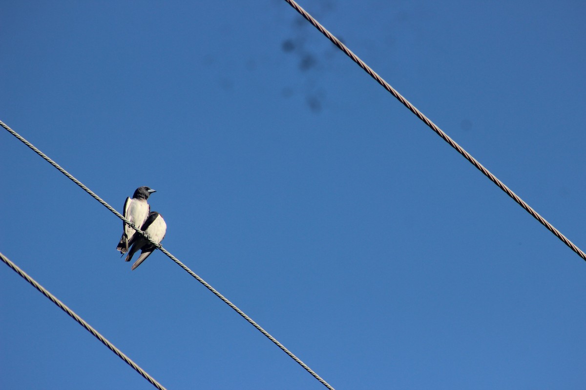 White-breasted Woodswallow - Ian Cary Prado