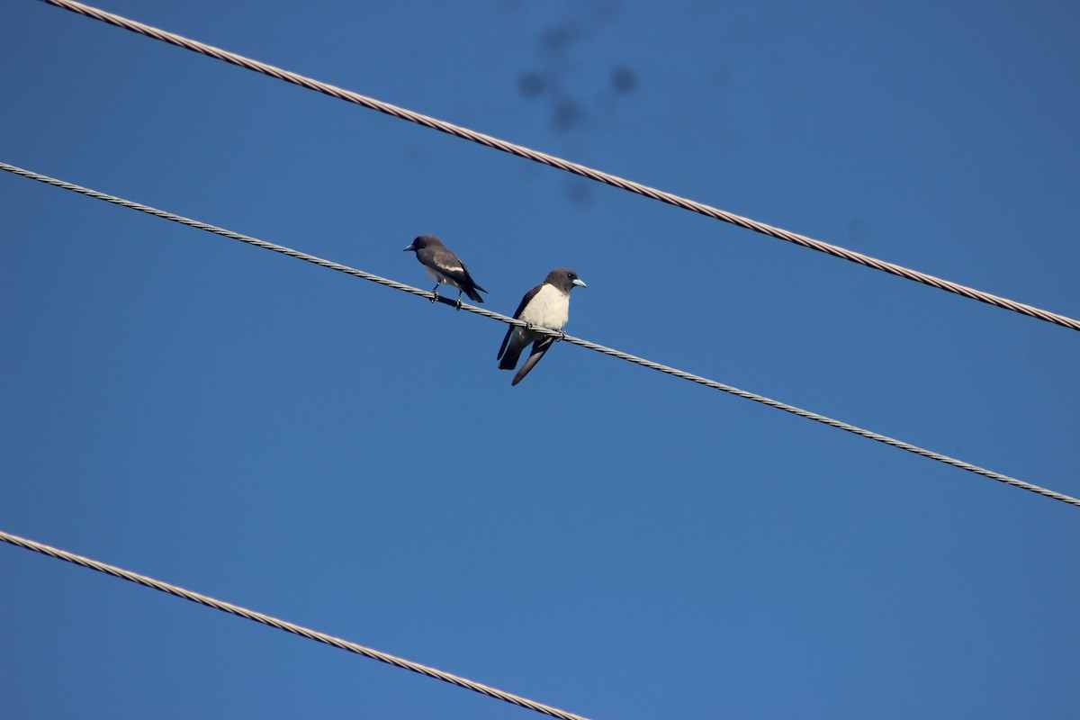 White-breasted Woodswallow - ML618413270