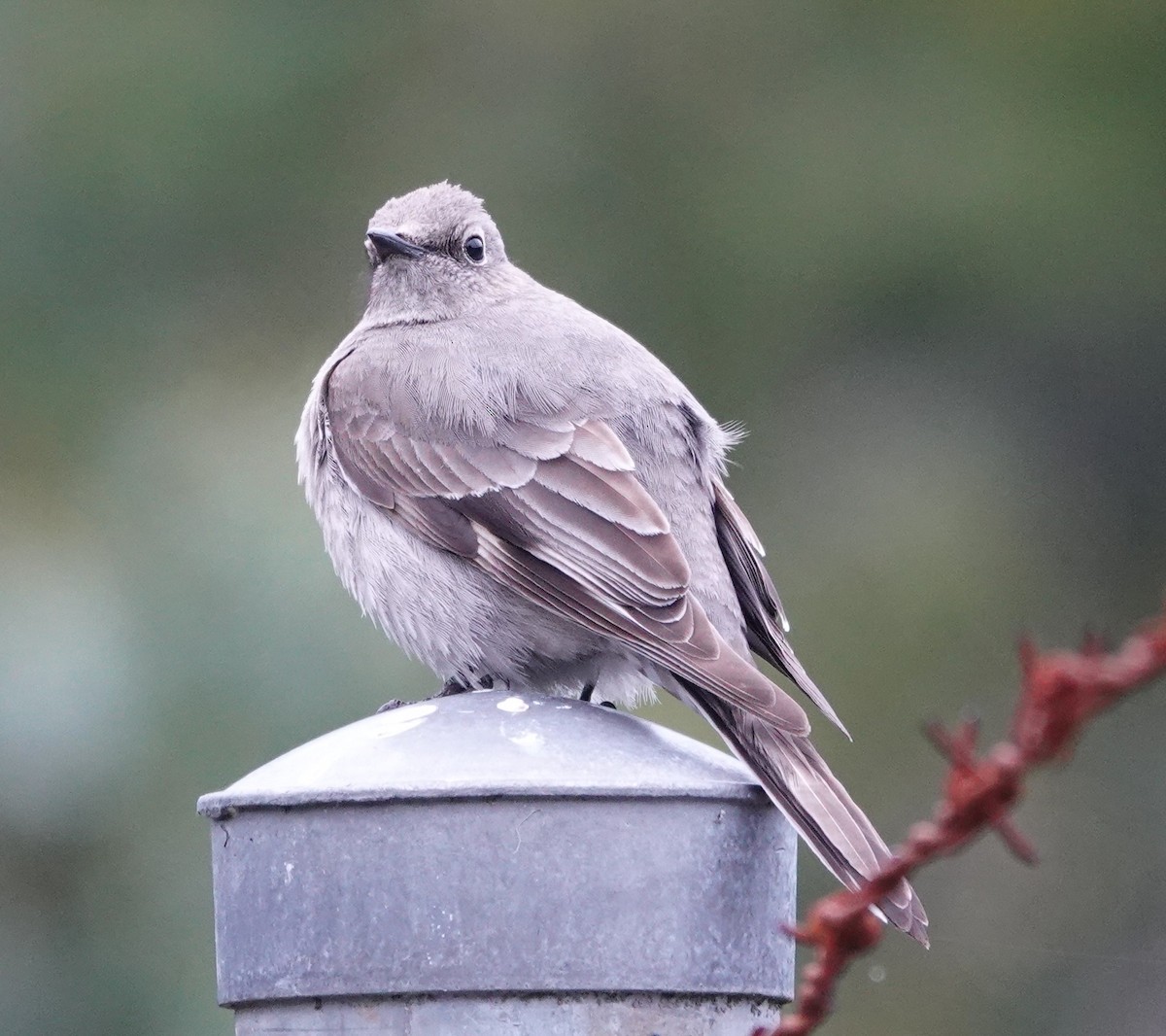 Townsend's Solitaire - ML618413274