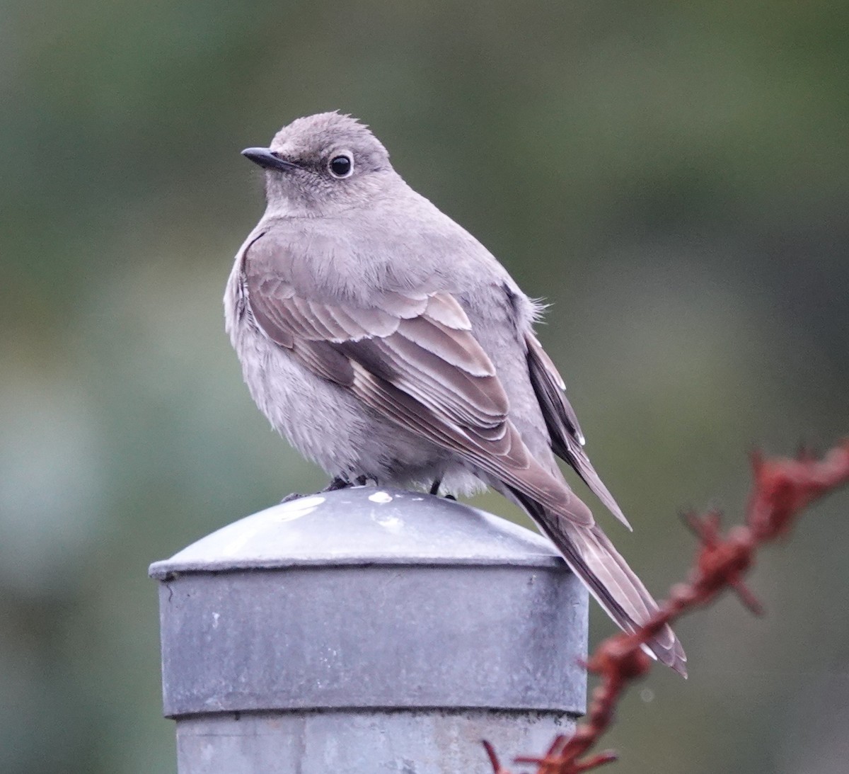 Townsend's Solitaire - ML618413275