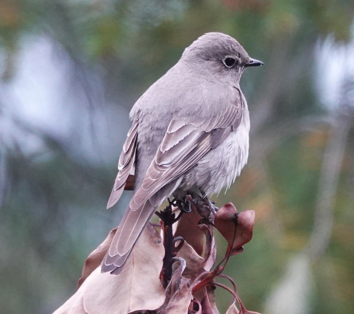 Townsend's Solitaire - ML618413276