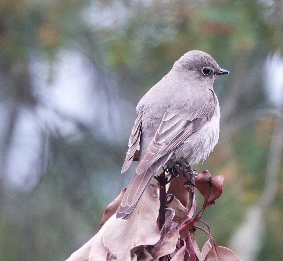Townsend's Solitaire - ML618413277