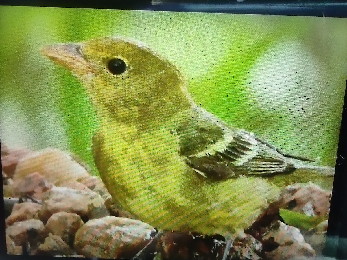 Western Tanager - ML618413279