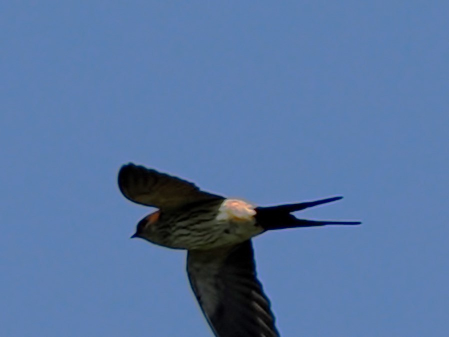 Red-rumped Swallow - ML618413361