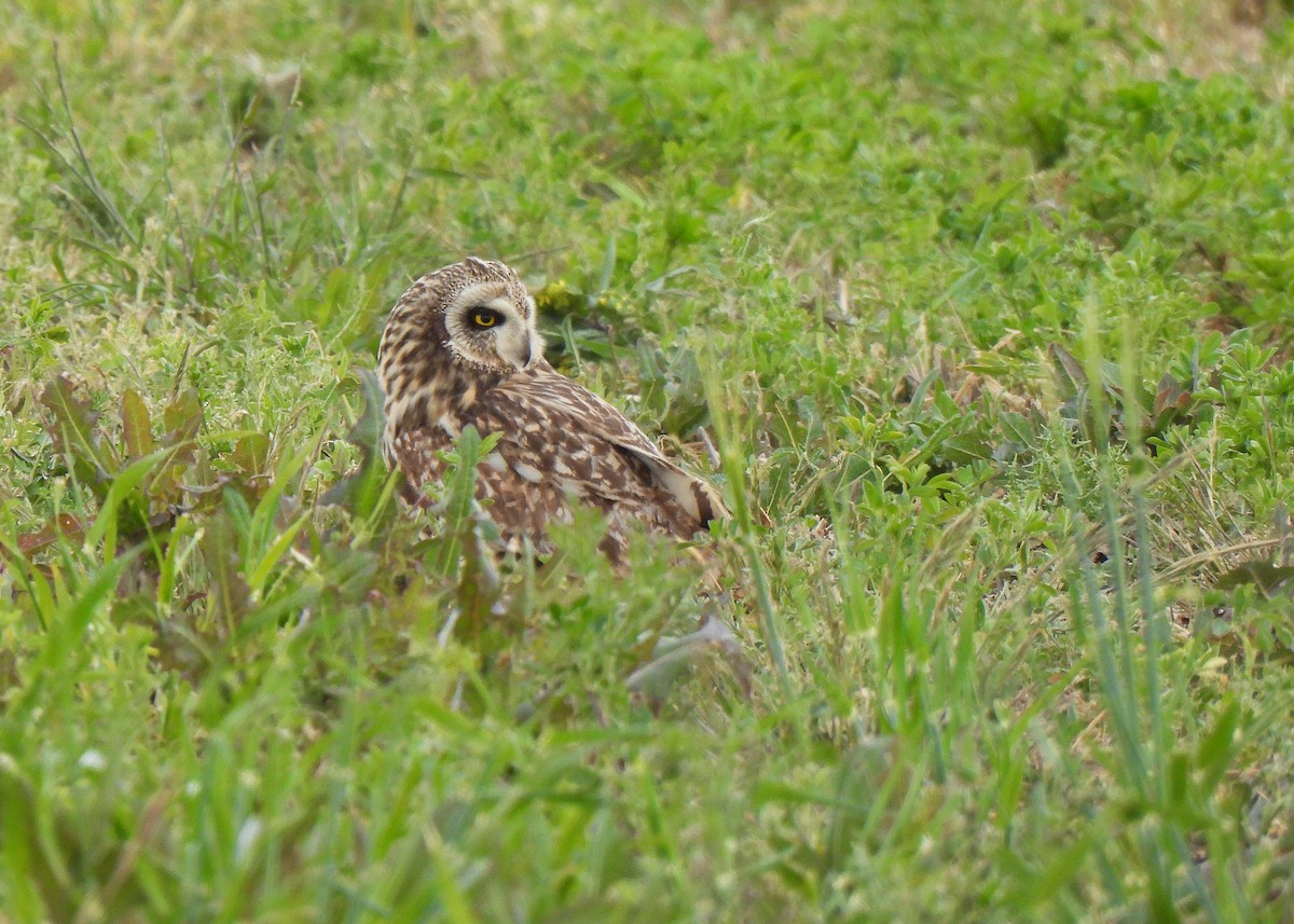 Short-eared Owl - ML618413393