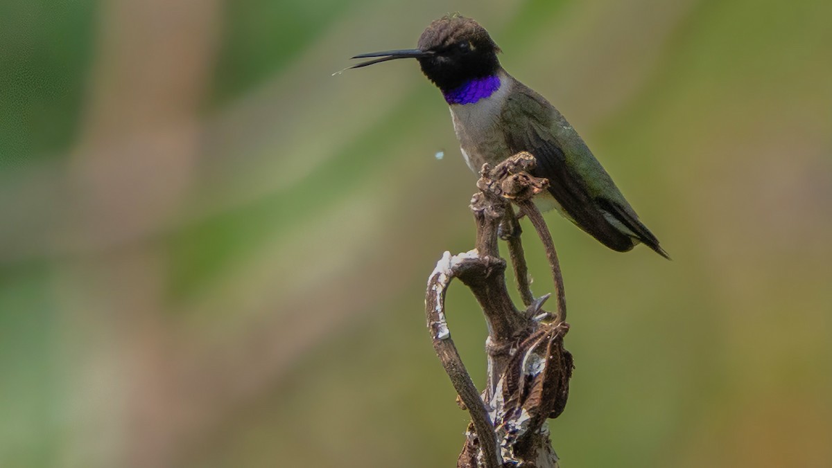 Black-chinned Hummingbird - ML618413396