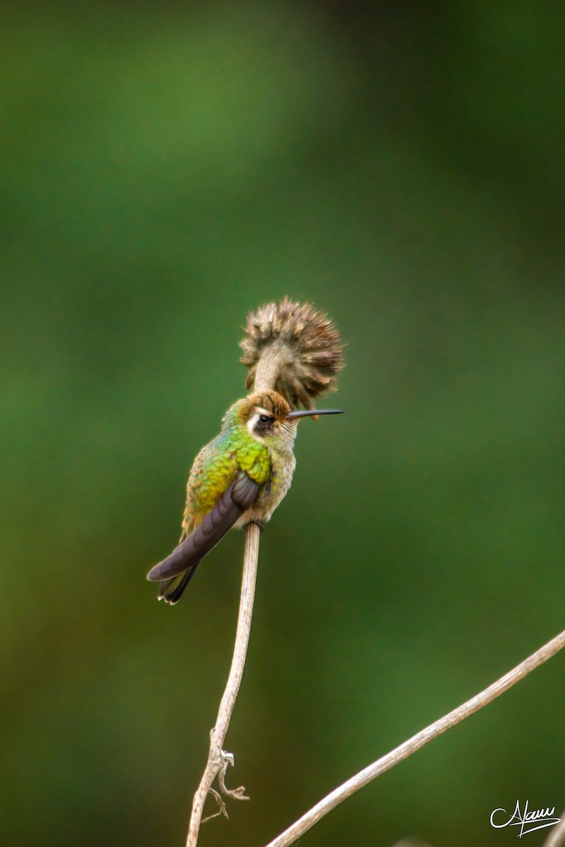 White-eared Hummingbird - ML618413399