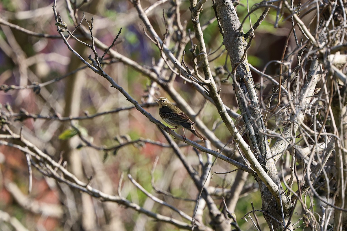 Olive-backed Pipit - ML618413440