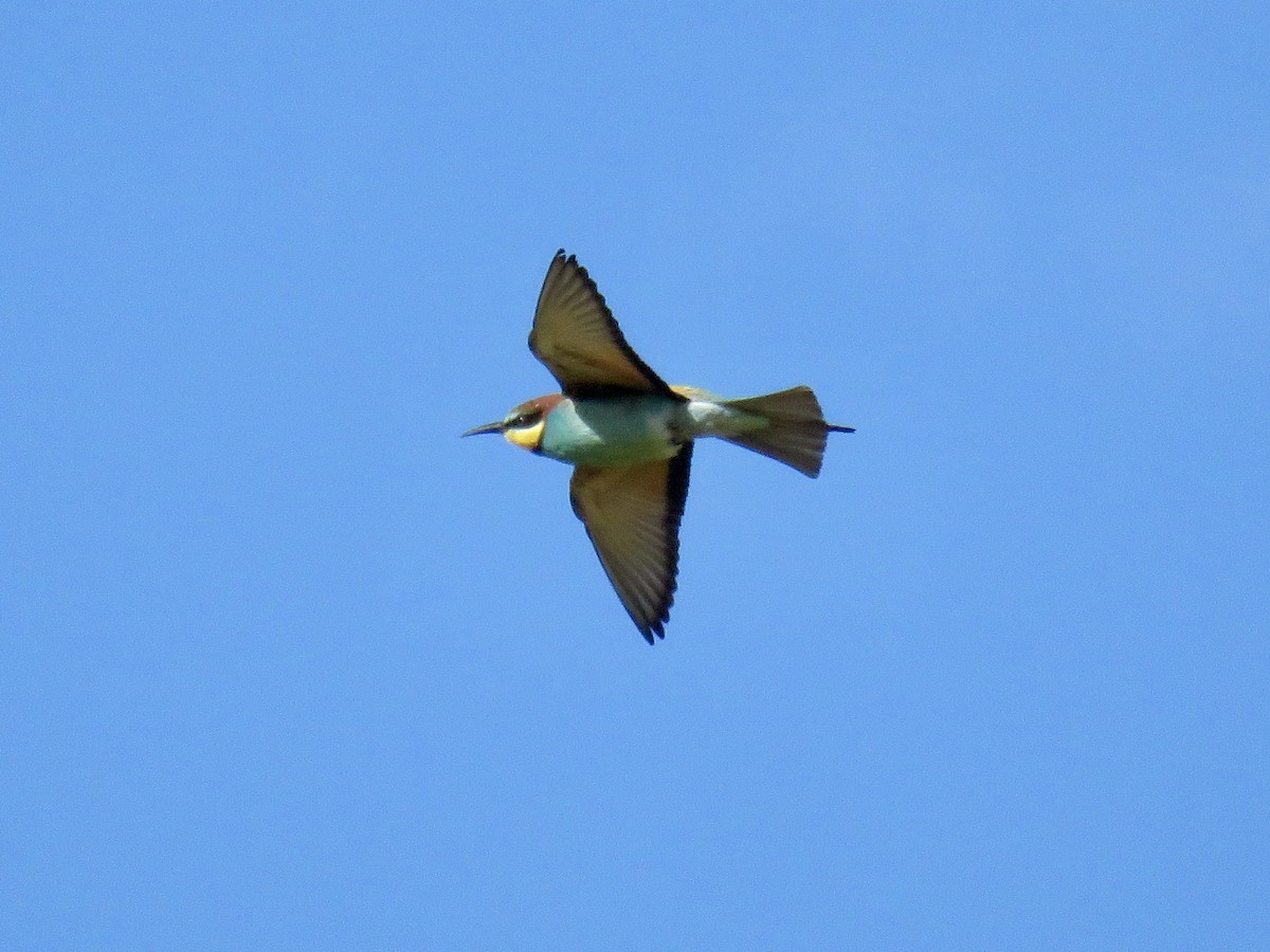 European Bee-eater - ML618413446